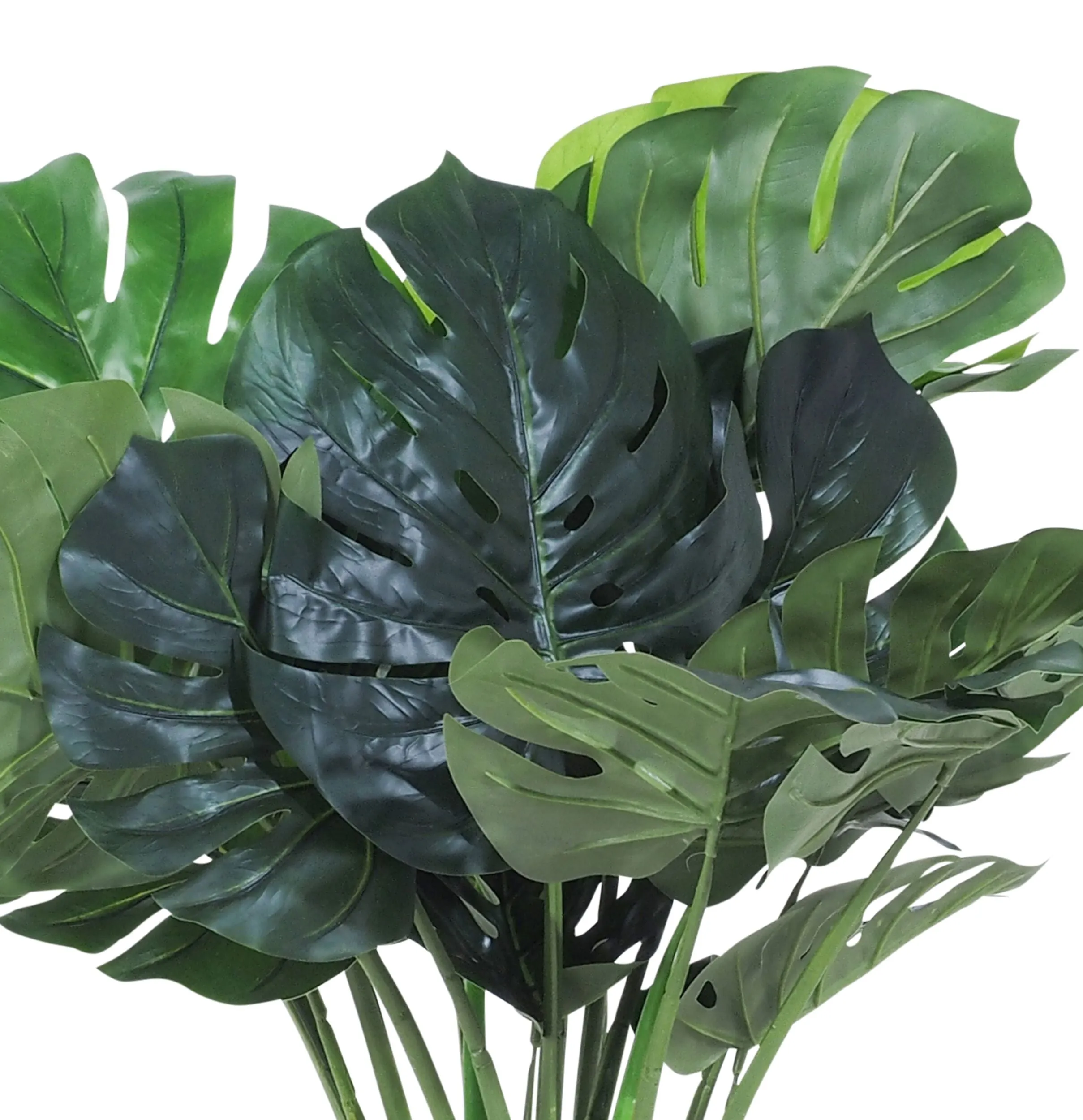 Eden Potted Monstera 60cm