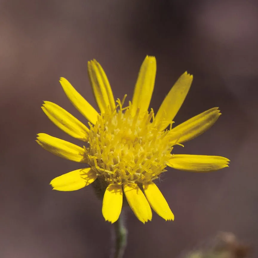 Inula (Sweet) Essential Oil