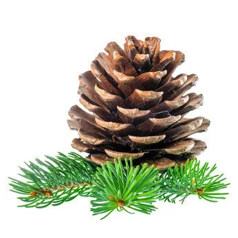 Pine Scotch (Hungary) EO