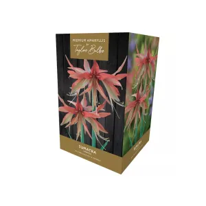 Taylors Amaryllis Sumatra